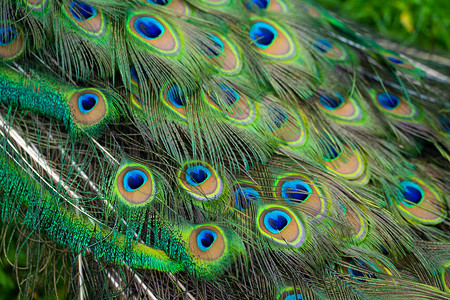 孔雀尾巴的特写孔雀尾巴上的羽毛图片