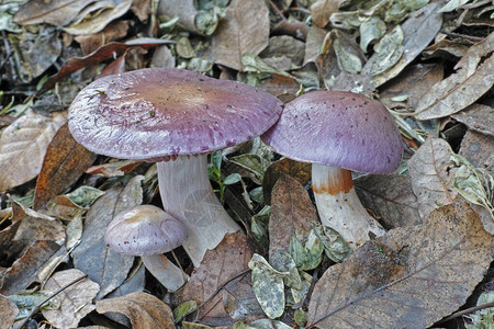 网盖蘑菇cortiminariuscaleru图片