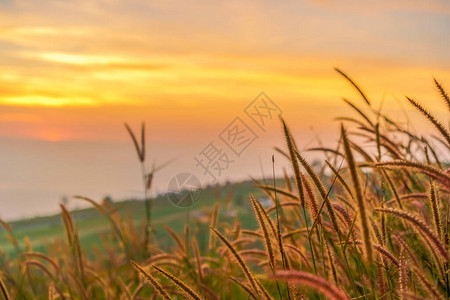 黄草原清晨日出图片
