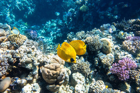 蓝海蝴蝶切托登半幼虫蓝面罩金蝴蝶在珊瑚礁之上背景图片