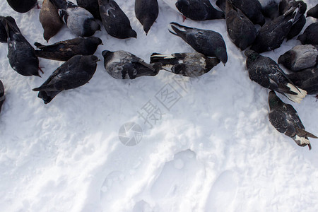 鸽子在雪地里吃小米城市鸟类图片