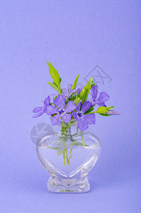 有紫色花朵的小玻璃花瓶工作室照片图片