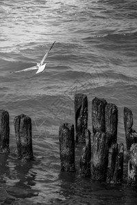 海鸥飞过海面黑白照片图片