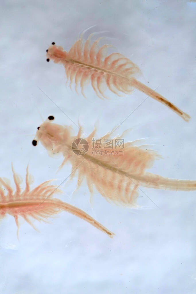超大型动物关闭了1亿种古老的盐水虾水图片