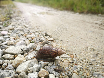 Achatinafulica蜗牛图片