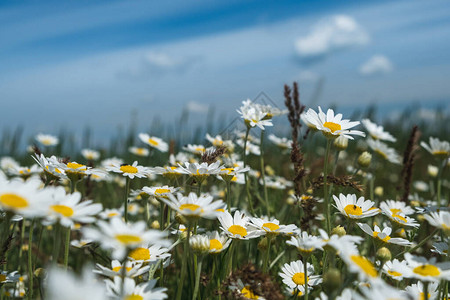 田野里的雏菊美丽的自然风光与盛开的医疗洋甘菊美丽的草地夏季背图片