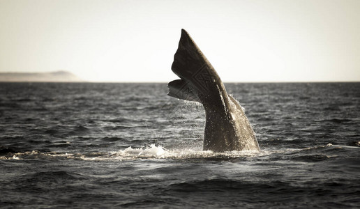 鲸尾鱼濒危物种巴塔哥图片