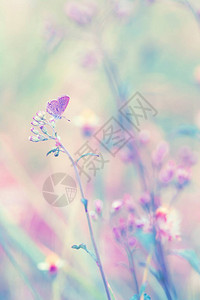 花朵上的幻想蝴蝶大自然古图片