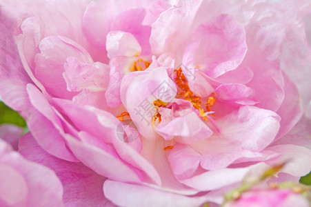 美丽的粉红玫瑰束背景特写图片