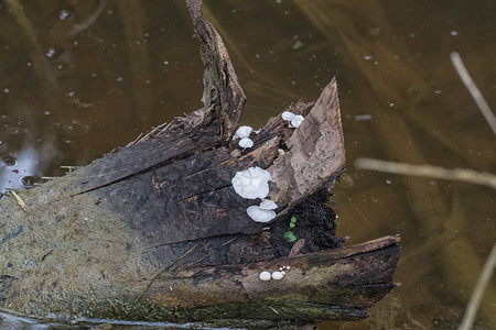 水坑旁枯枝上的白色多孔菌图片