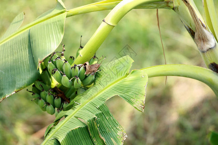 香蕉树上的香蕉束图片