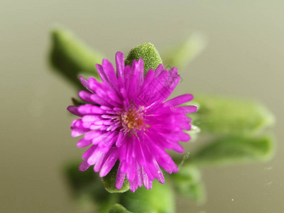 紫色花朵弹春图片