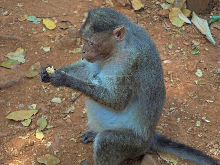 在丛林里一只猴子坐着剥皮吃公图片