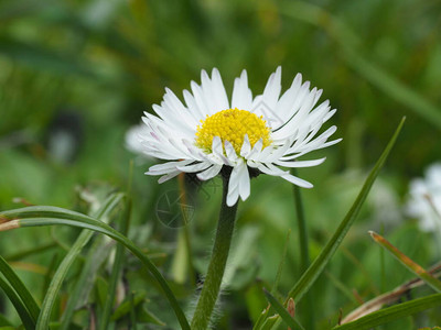 Daisy常年花朵白色图片