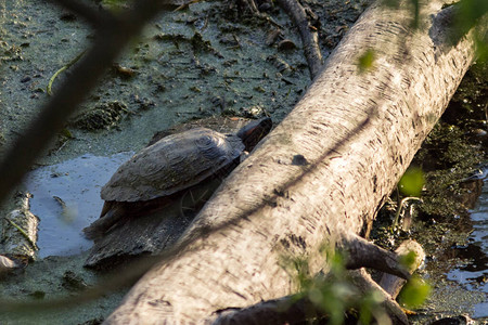 红耳龟在原木沼泽上晒太阳俄罗斯河流中的入侵型动物和乌龟出现在莫图片