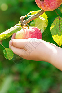 孩子手握着红苹果在树的早午餐图片