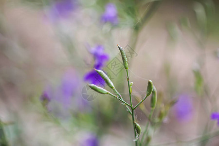 八月盛开的夏田紫野花图片