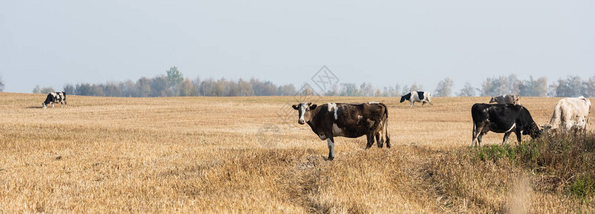 牧草中牛群和公牛群分图片