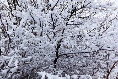 树枝下雪图片