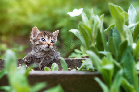 虎斑幼猫虎斑幼猫或绿草中的小猫或绿草中的小猫日图片