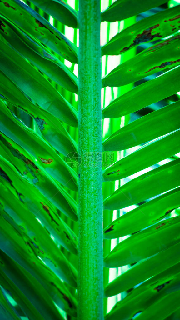 新鲜热带绿椰子棕榈叶图片