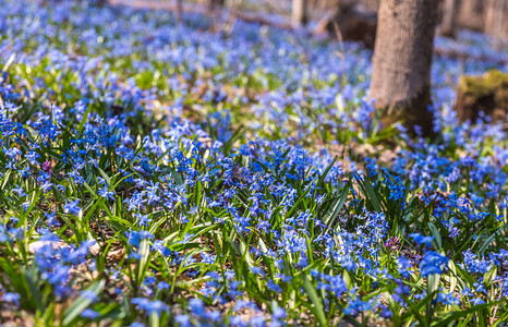 关于自然森林背景选择软焦点春季背景的蓝春Scillasiberica图片