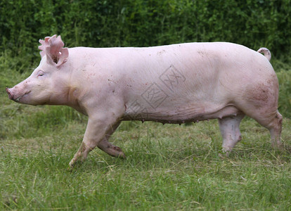 养猪殖和饲养家猪有机畜牧业是畜牧图片