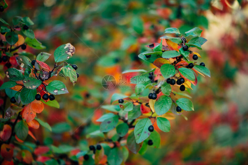 秋天散景背上的枸子树枝上的浆果熊果灌木与秋叶特写秋天绿色红黄橙颜的多色叶子秋天的背景与多彩图片