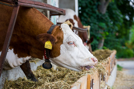 牛排成一排在大农场里吃着从整个干草到图片