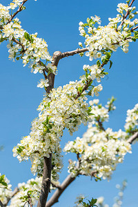 苹果树开花的树枝图片