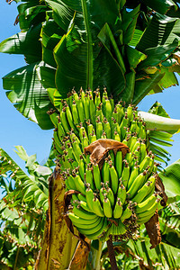 树上成熟的香蕉图片