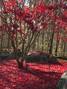 秋天许多叶子落到地上树下有长凳的美图片