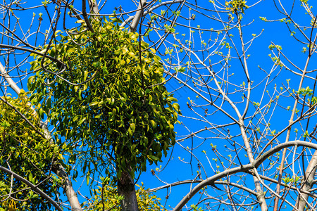 在树上生长的MistletoeVisc图片