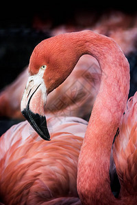 深色背景的粉红色非洲火烈鸟肖像图片