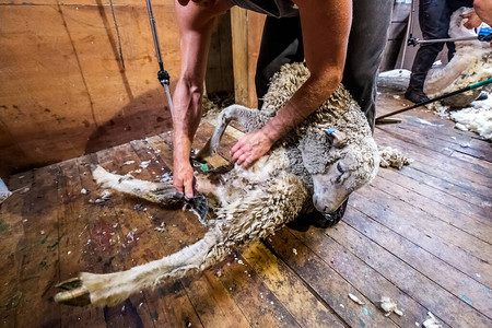 在新西兰奥马鲁剪羊毛时图片