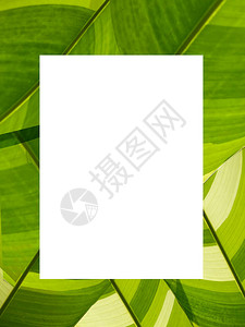 绿叶背景上的空白纸张的顶部视图图片