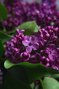 一束紫色的花朵漂亮紫色的紫色鲜图片