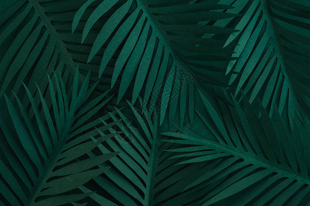 棕榈树叶深绿色背景纹理夏季构成顶视图片