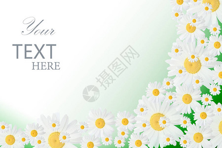 带有绿色背景的雏菊花的横幅与甘菊的横幅春天或夏天的背景图片