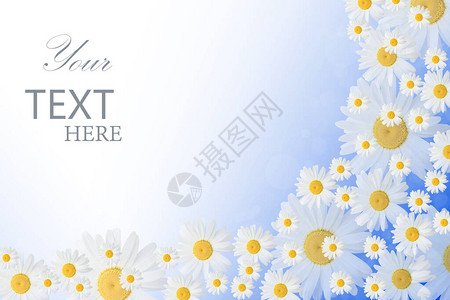 蓝色背景的洋甘菊花横幅与甘菊的横幅春天或夏天的背景图片