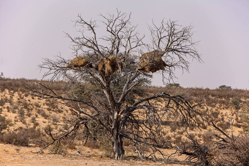 南非Kgalagadi跨边界公园卡美拉霍Vachelliaerioloba树上的三个大型社会织物Piletairussoci图片
