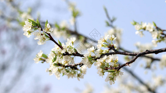 白梨花在蓝天的衬托下的特写图像背景图片