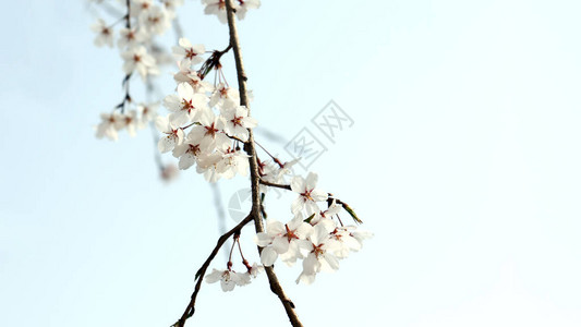 樱花在平淡图片