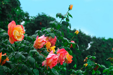 蓝天下雨后的粉黄色玫瑰图片
