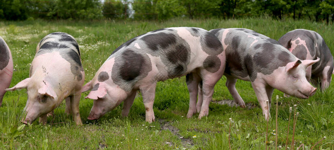 家养猪生活在畜牧养殖场有机畜牧业是畜牧图片