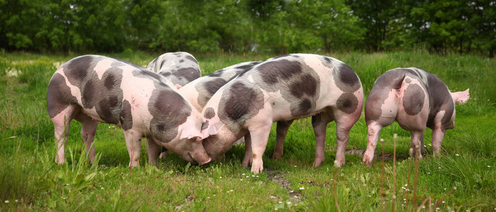 家养猪生活在畜牧养殖场有机畜牧业是畜牧背景图片