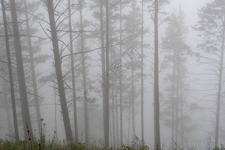 雾霾中的神秘森林图片