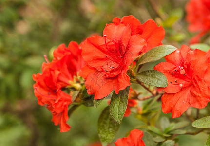 美丽盛开的红色大礼rhododendron图片