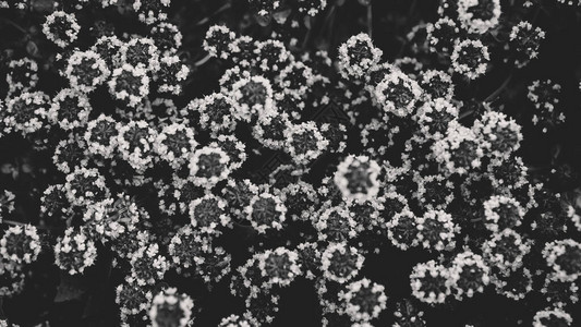 植物花的黑白背景俄罗斯的药用草药图片