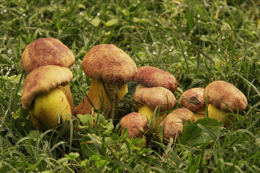 一群年轻的蘑菇牛肝菌担子菌图片